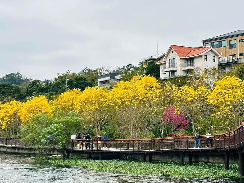 春遊竹縣賞花去 黃花風鈴木接續櫻花盛開