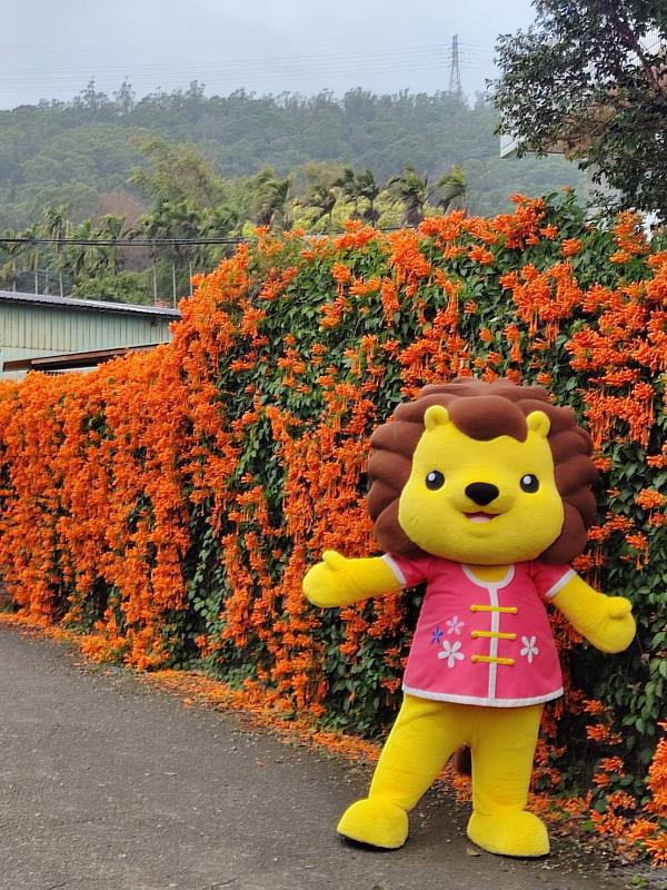 春遊竹縣賞花去 黃花風鈴木接續櫻花盛開