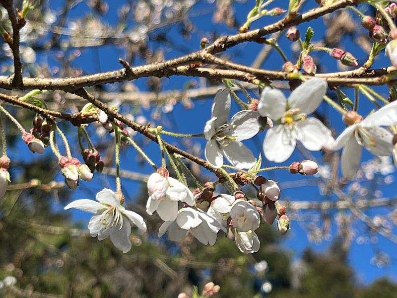 霧社櫻已開花5成，預計3月初盛開