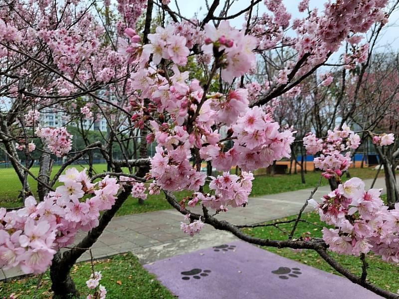 林口社區運動公園內的櫻花陸續盛開