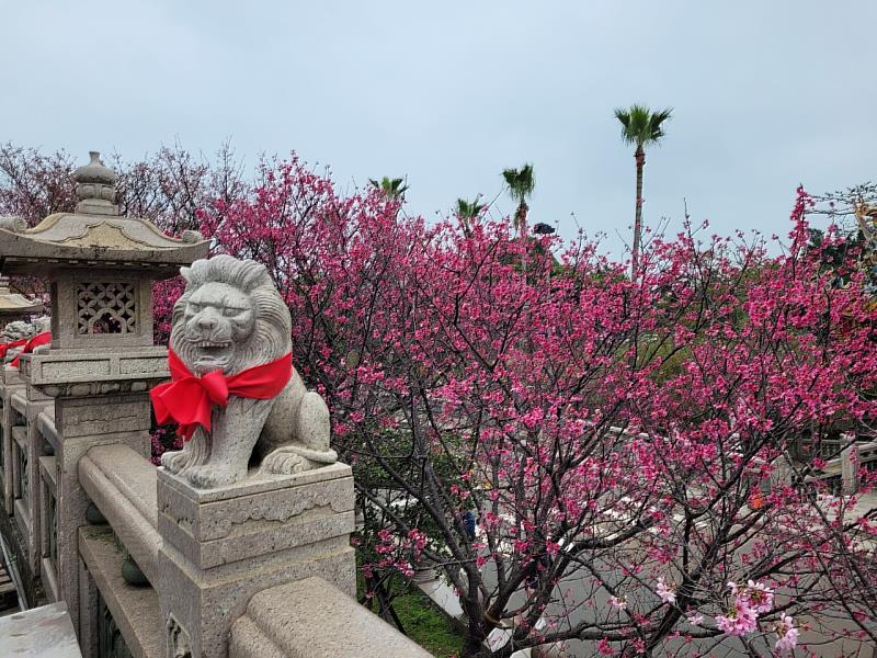 觀音寺的櫻花為莊嚴的廟宇建築增添了幾分柔美