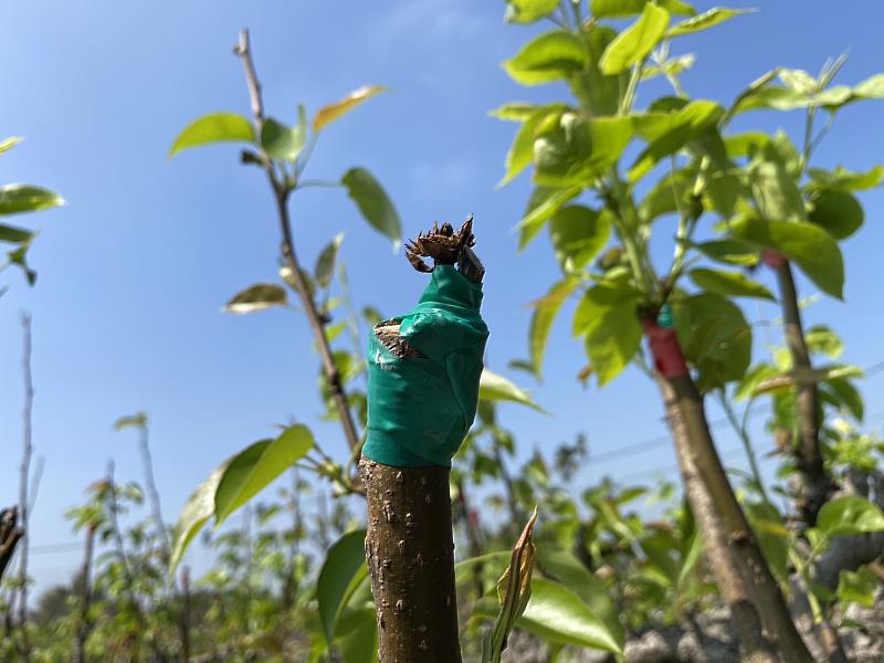 高接梨穗天然災害現金救助 3月2日至11日受理