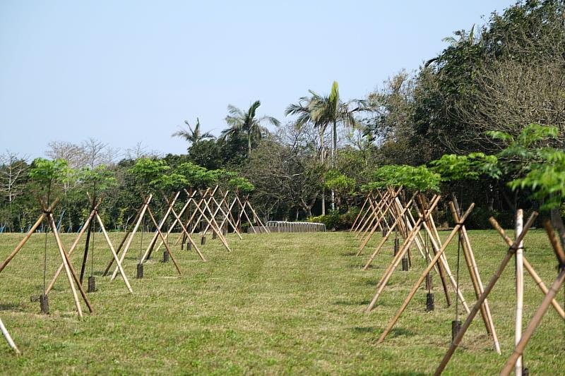 東森集團除認養公園樹木外，也種植台灣原生種65株茄苳及45株苦楝