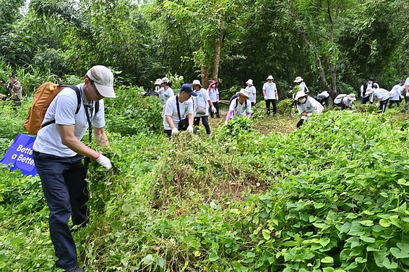 小花蔓澤蘭需要全民持續防除才能避免再度蔓延