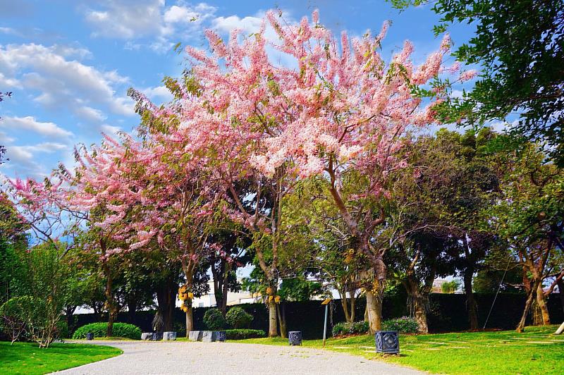 成美文化園內的花旗木也將接續綻放，許願藤與花旗木，粉紫共舞出成美文化園的浪漫花季。成美文化園提供。