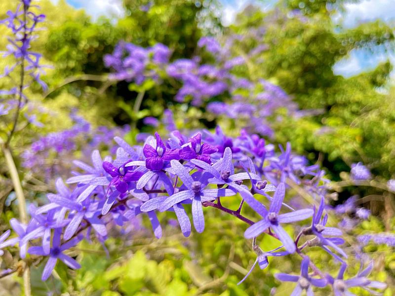 許願紫藤花早春綻放，吸引賞花人潮。成美文化園提供。