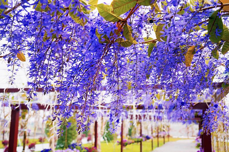 成美文化園的許願紫藤花綻放，三四月是最佳觀賞期。成美文化園提供。