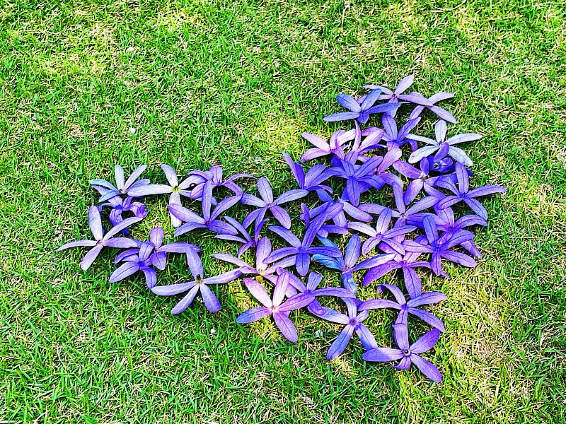 成美文化園推出了「許願藤」活動，鼓勵遊客在這些提前盛開的許願藤下綁上特製的紫色許願帶，用這種浪漫的方式寄托自己的願望和夢想。成美文化園提供。