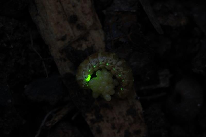 雌光螢容易受到燈光影響繁殖(中國文化大學森林暨自然保育學系謝佳宏系主任提供)