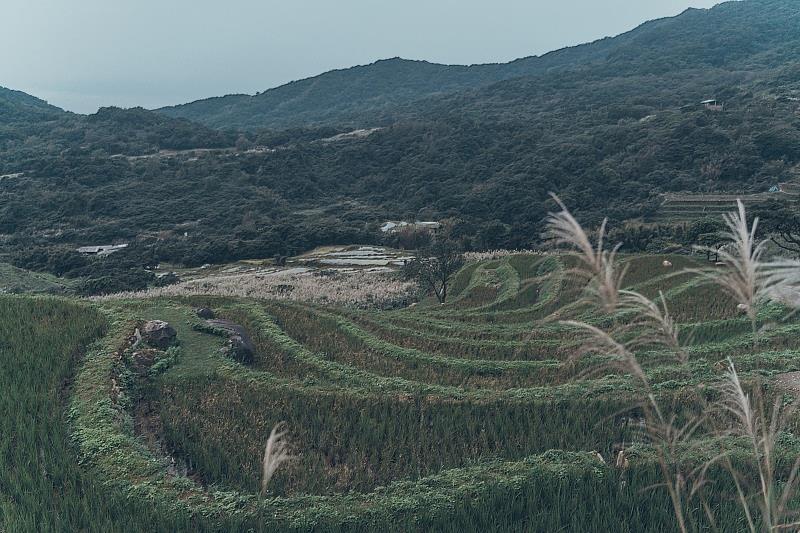 前進新北最大的石門嵩山百年梯田，迎著徐徐微風眺望山景品嘗千歲米滋味