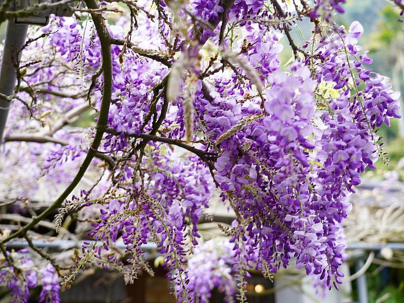 紫藤花開抵嘉 紫色野餐派對3月17日浪漫登場