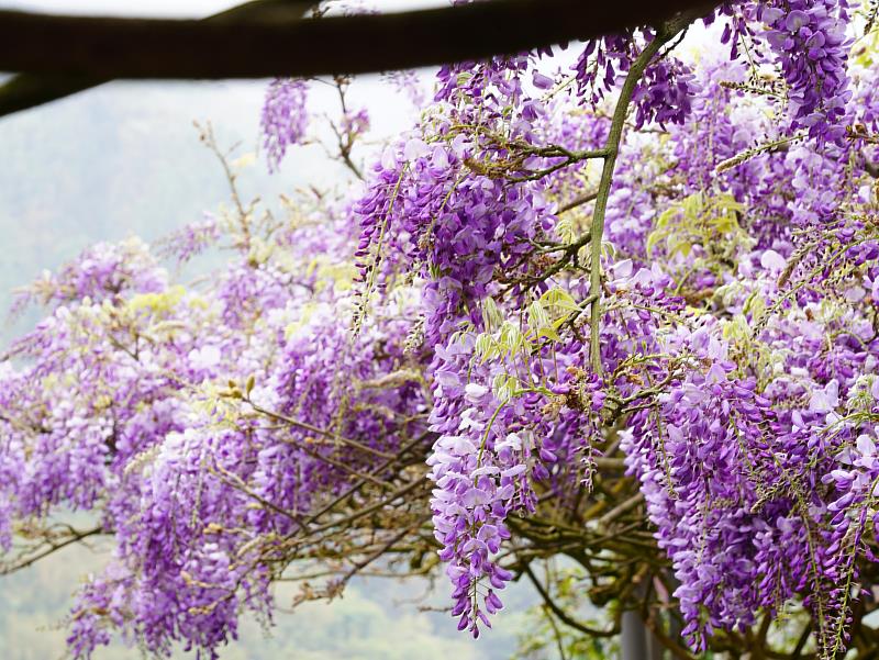 紫藤花開抵嘉 紫色野餐派對3月17日浪漫登場