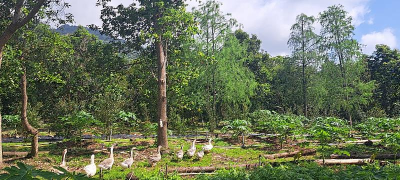 臺東範樟園農場經歷颱風重生，秉持加值創新、食在安心理念 推廣在地有機農產品。