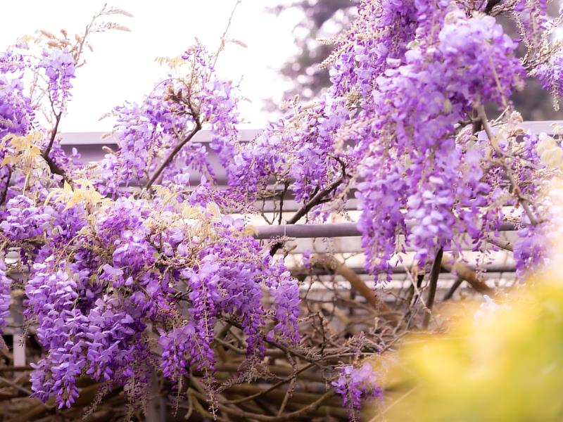 週末賞花趣！嘉義紫藤花、櫻花、山茶花接力綻放-3