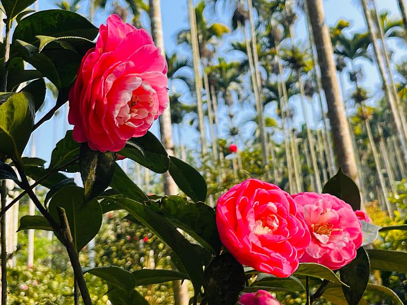 週末賞花趣！嘉義紫藤花、櫻花、山茶花接力綻放-1