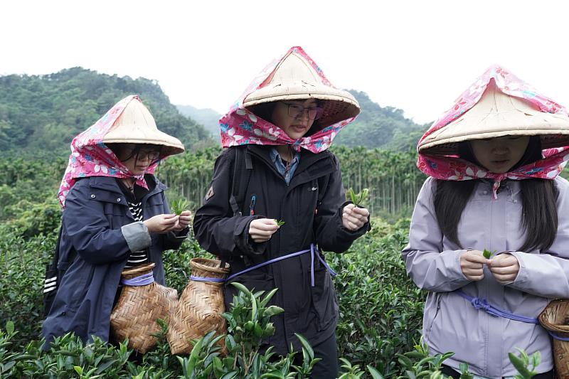 3月18日至5月18日持茶鄉觀光護照到走訪，民眾可體驗三峽特色茶產業