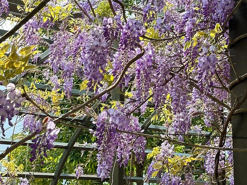 瑞里紫藤花紫色野餐登場 吸引遊客共享春日美好
