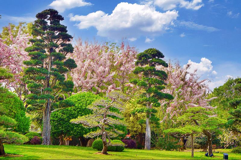 成美文化園媲美日本三大名園，花旗木為春季的禪風庭園繪上了斑斕的色彩。