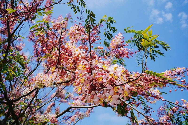 成美文化園以花旗木為主題，4月入園遊客可以得到一張粉色明信片，帶走一份春天的幸福記憶。成美文化園提供。