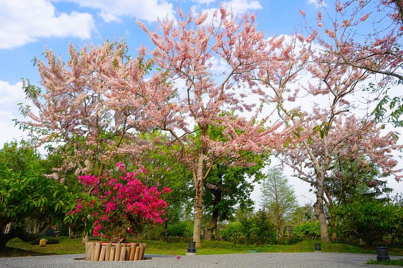 花旗木又稱泰國櫻花，有著大朵的粉紅花瓣，開花時比櫻花更加熱情奔放，是近年追花族必追花季。成美文化園提供。