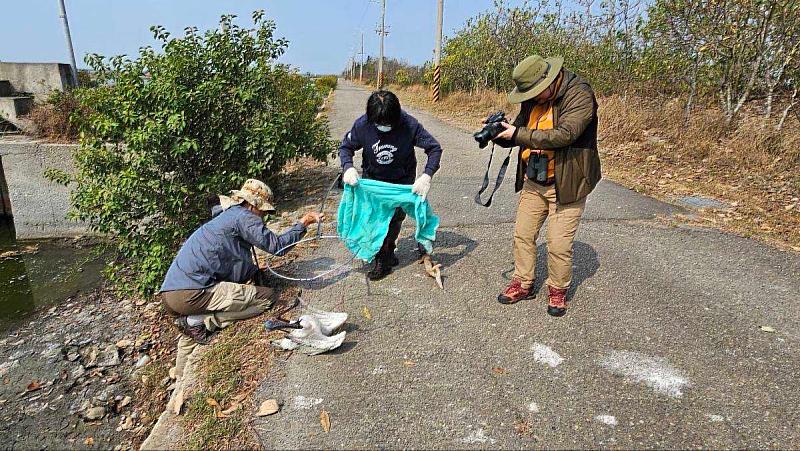 韓國賞鳥團體在布袋發現受傷黑琵 嘉義縣救援成功