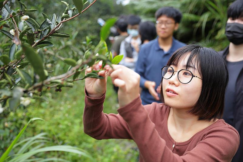 「茶山探索」暢遊三峽茶園，體驗製茶、品茶香，享受舒心愉快的時光。