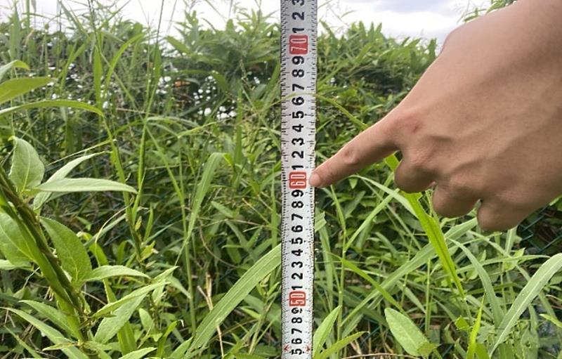 臺東縣都計區土地雜草長度限制60公分 環保局查處改善率達90% 呼籲地主定期修剪