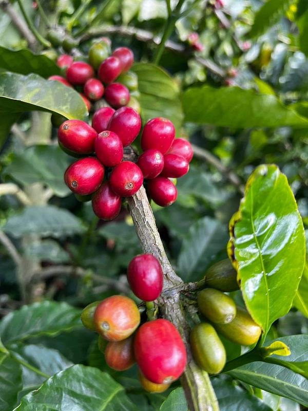 柏香咖啡莊園-以茶起家，養育三代人。