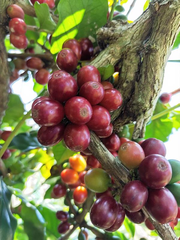 有機栽培結實纍纍的咖啡樹