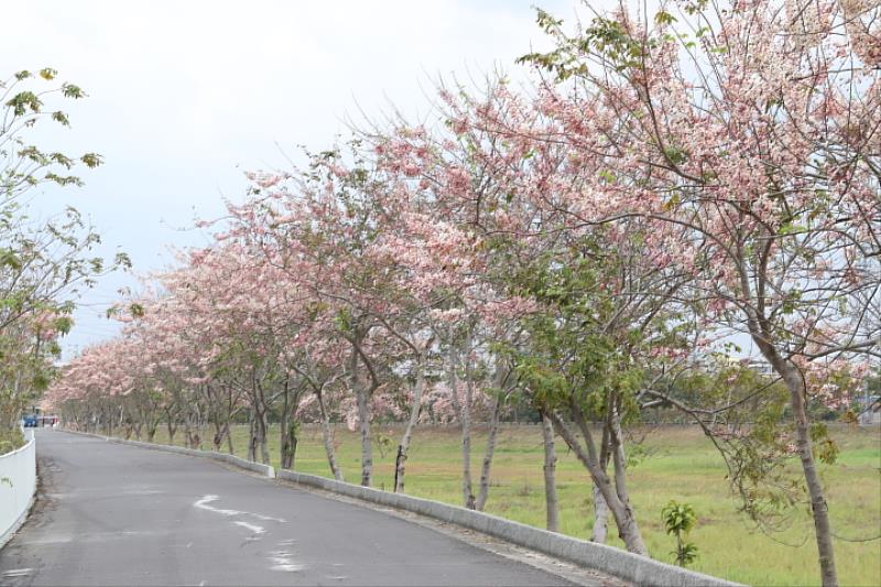 仁德滯洪池北堤花旗木步道長約3～4百公尺，預計清明連假將會大爆開