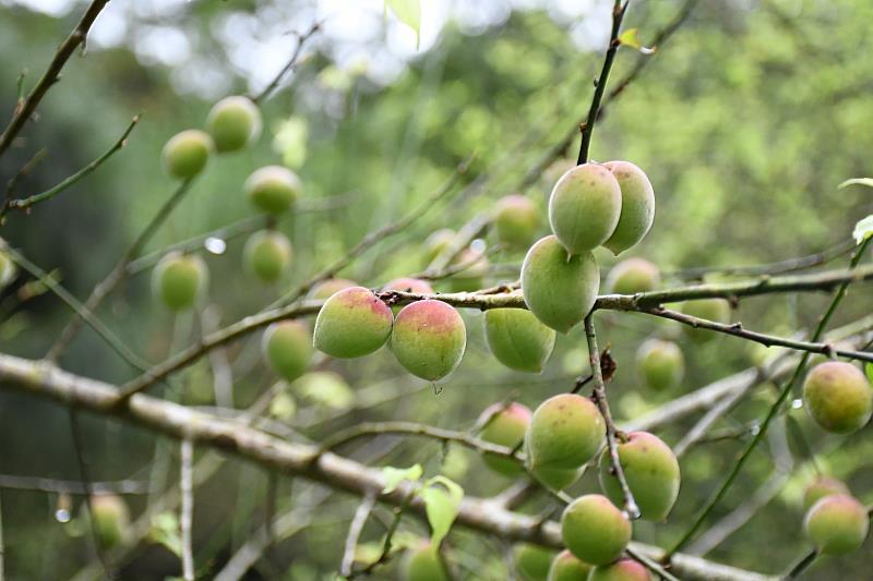 「梅好生活」親子食農活動,4月1日起報名。
