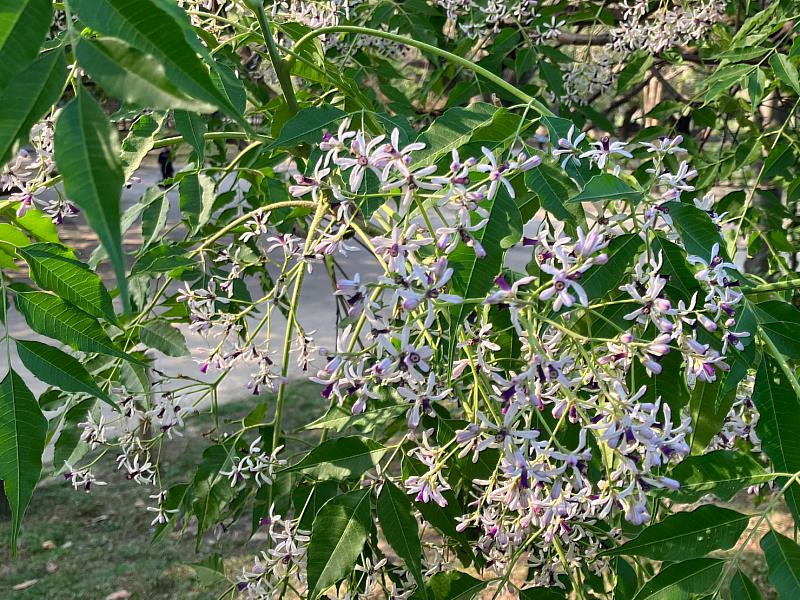 新北市中和四號公園內淡紫色的典雅小花遍覆著枝椏鑲嵌在青綠之間，飄散著淡淡馨香。