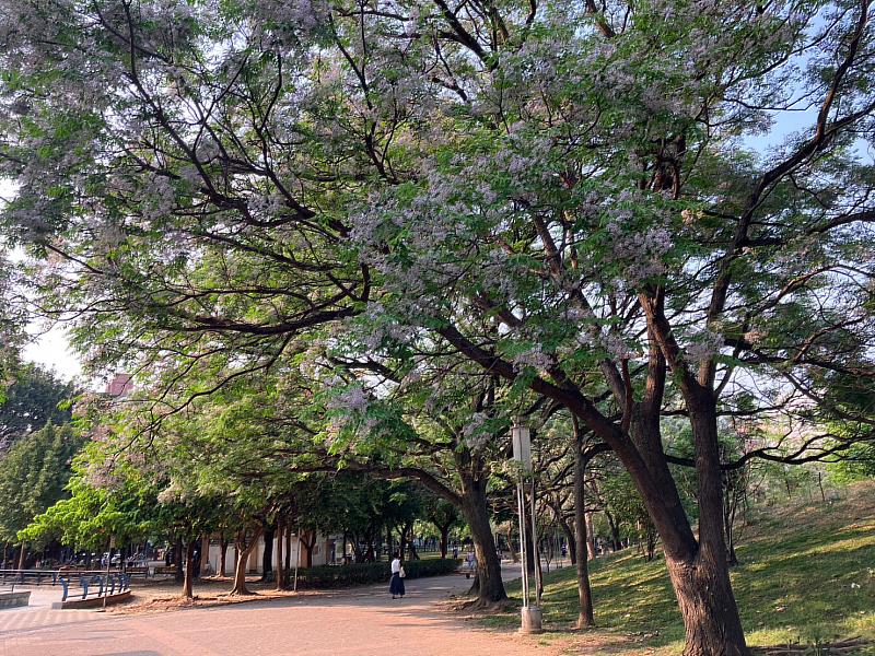 新北市中和四號公園內一處小土丘旁十數棵楝樹型優美，淡紫色苦楝花綻放是都市春季限定美景。