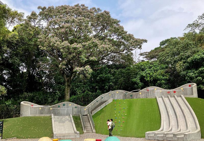 新北市土城斬龍山遺址文化公園滑梯旁的楝樹，樹形優美，花朵遠看似霧，近看似雪，花瓣呈淡紫色。