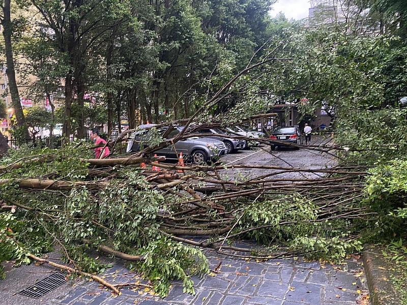 新北市災害應變中心大雨專案開設期間，總計受理20件災情，其中路樹傾倒16件