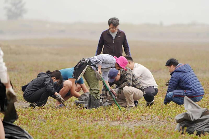 響應竹市府香山濕地復育行動　60名師生參與台灣旱招潮棲地維護工作