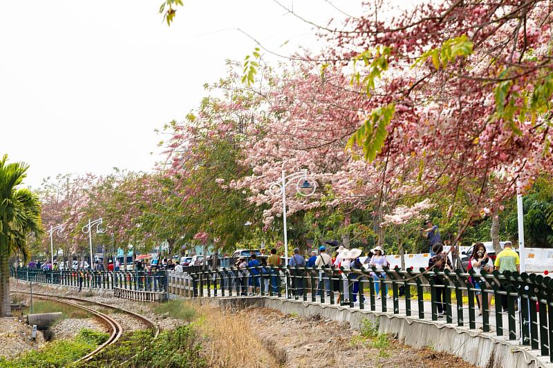 圖說:二水花旗木每年都吸引大批民眾前來觀賞，假日也舉辦市集、音樂活動，歡迎遊客來一場.