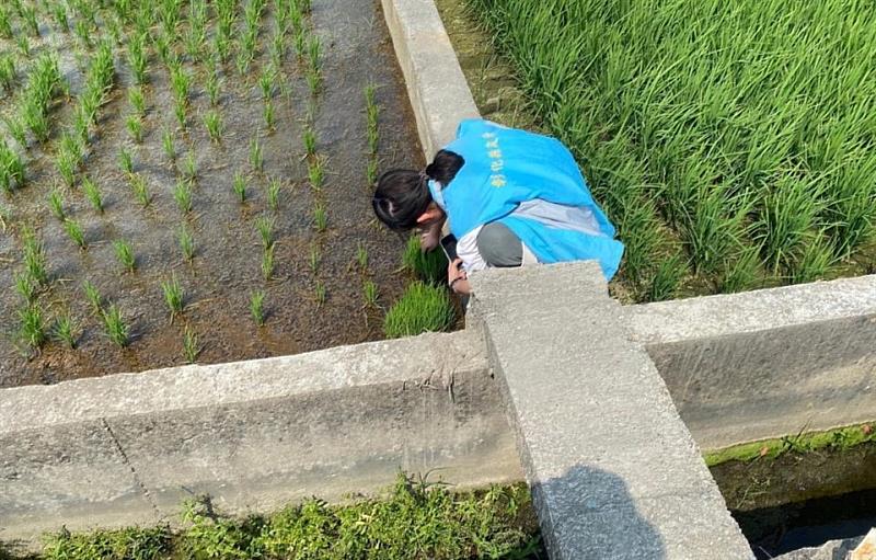 彰化縣政府呼籲農友加強防治水稻葉稻熱病
