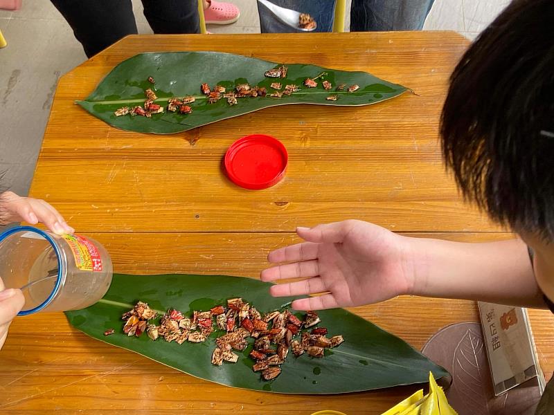 小學員透過料理DIY更認識食蟲文化