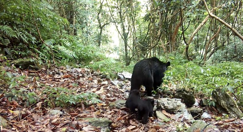 公私協力打造卓溪友熊之鄉 林業保育署首揭露成果歷程