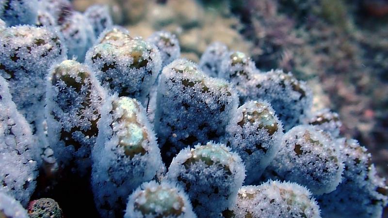 復育區藍珊瑚釋放受精卵