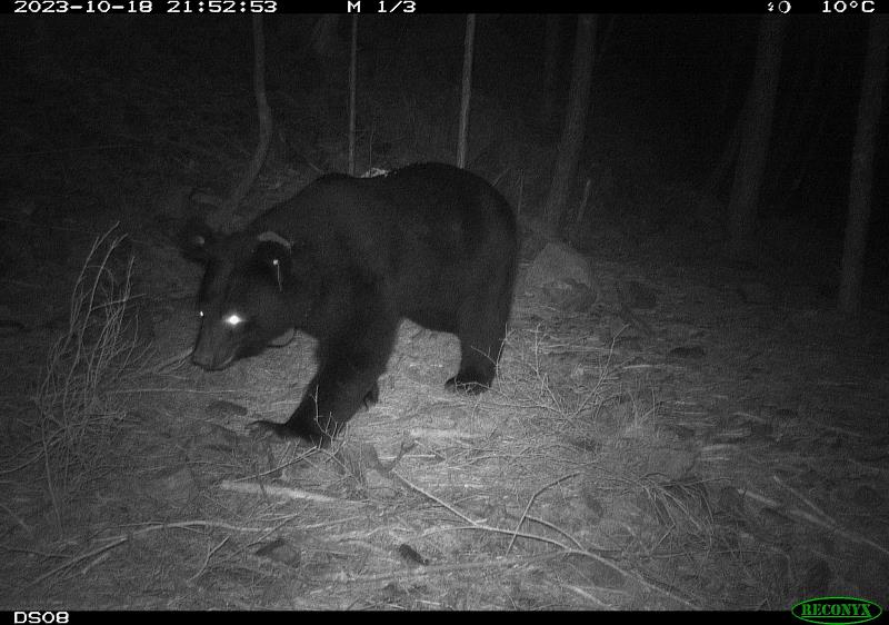 分署架設紅外線相機於大雪山周遭拍攝到黑熊出沒
