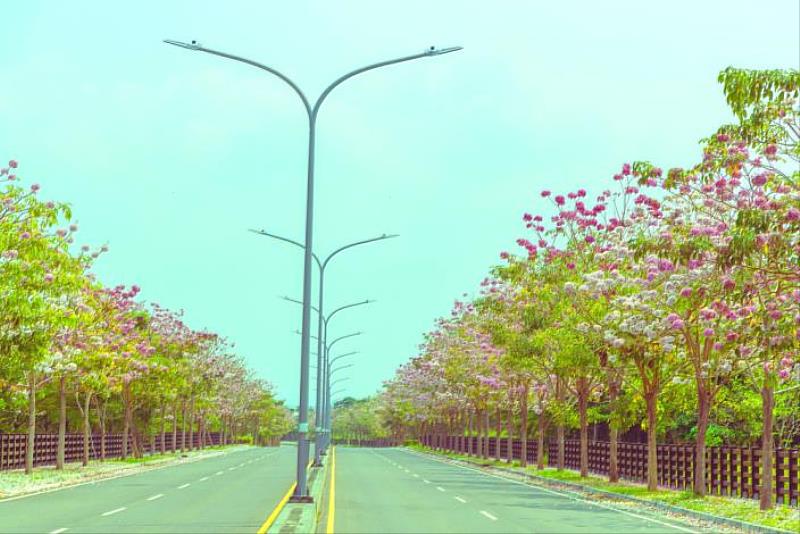 沙崙科學城整條聯外道路因花季,頓時成為夢幻粉紅隧道。