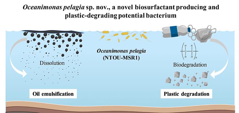 Oceanimonas pelagia應用於海水環境油污去除與塑膠的分解