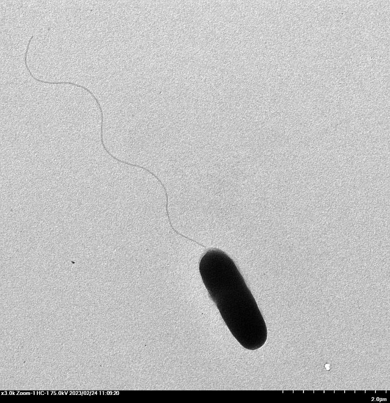 Oceanimonas pelagia NTOU-MSR1穿透式電子顯微鏡照片