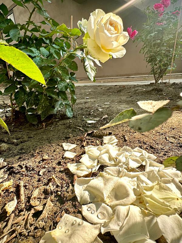 高醫大楊俊毓校長以滿地玫瑰花瓣的照片，傳達生命教育的理念