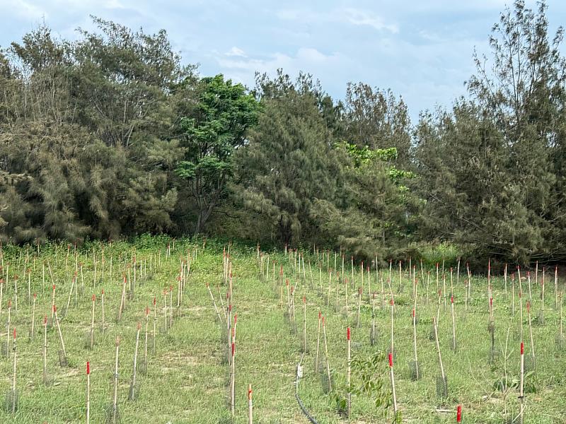 除第一線木麻黃外，也種植大葉欖仁、苦楝、台灣海桐等樹種，營造複層林，強固海岸林防風防砂功能