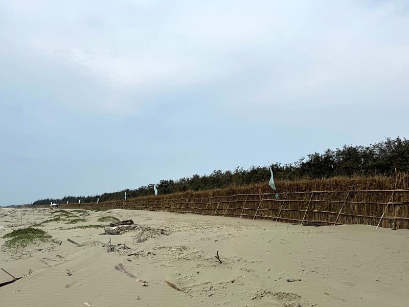北門雙春海岸造林地去年遭受季風及颱風多重威脅，台積電積極增設防風圍籬阻擋強風保護造林木