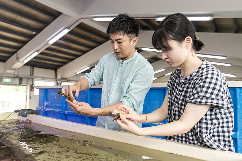 識名教授指導來自東京大學的交換生操作珊瑚分株