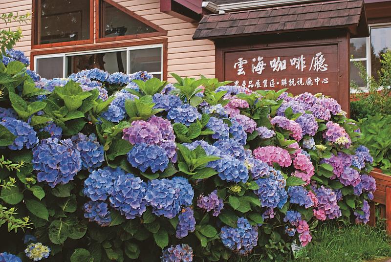 「雲海咖啡廳」設置了繡球花廊，可享受被上萬朵繡球花包圍的浪漫氛圍。（圖／雪霸休閒農場）